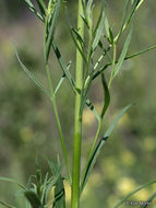 Plancia ëd Linaria vulgaris Mill.