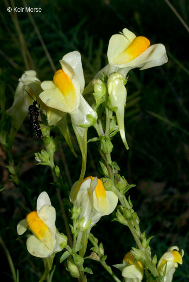 Plancia ëd Linaria vulgaris Mill.