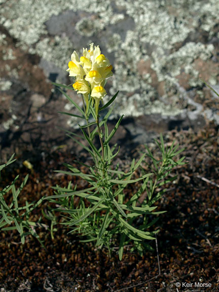 Image of Common Toadflax