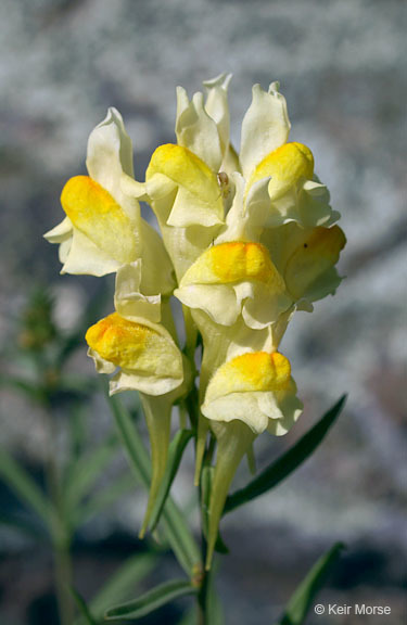 Plancia ëd Linaria vulgaris Mill.