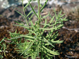 Image of Common Toadflax