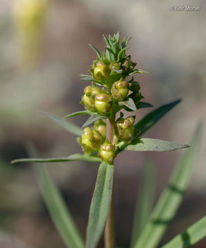 Image of Common Toadflax