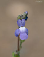 Image of Canada toadflax