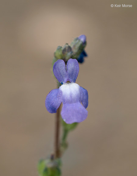 Plancia ëd Nuttallanthus canadensis (L.) D. A. Sutton