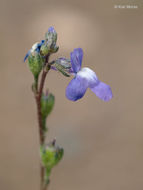 Plancia ëd Nuttallanthus canadensis (L.) D. A. Sutton