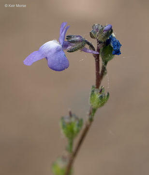 Image of Canada toadflax