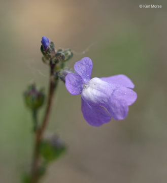 Plancia ëd Nuttallanthus canadensis (L.) D. A. Sutton