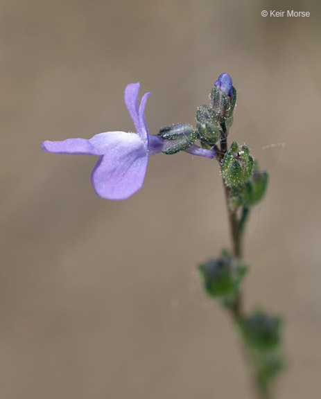 Plancia ëd Nuttallanthus canadensis (L.) D. A. Sutton