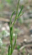 Image of Canada toadflax