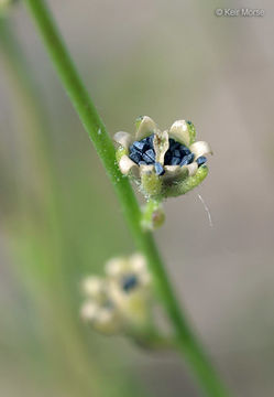 Image of Canada toadflax