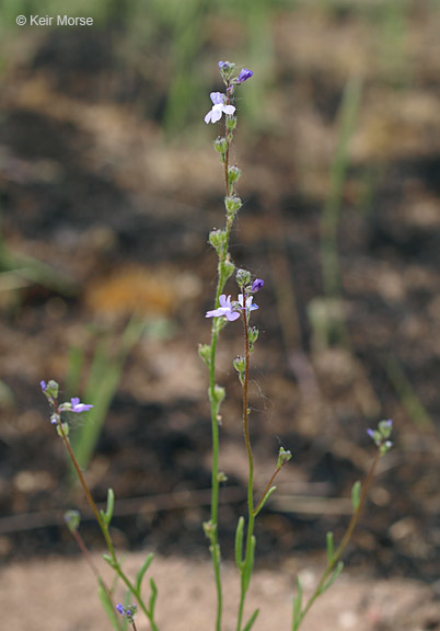 Plancia ëd Nuttallanthus canadensis (L.) D. A. Sutton