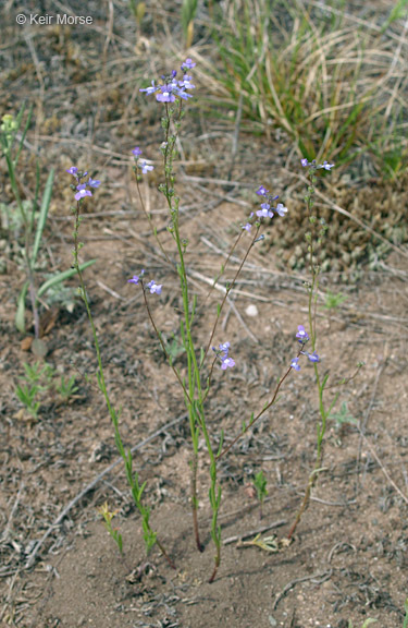 Plancia ëd Nuttallanthus canadensis (L.) D. A. Sutton