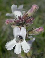 Image de Penstemon albidus Nutt.