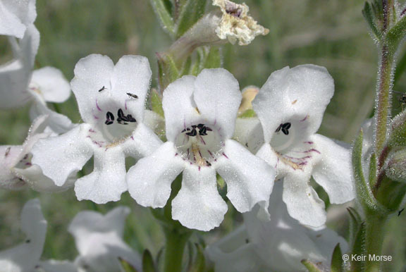 Image de Penstemon albidus Nutt.