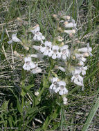 Image de Penstemon albidus Nutt.