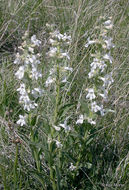 Image de Penstemon albidus Nutt.