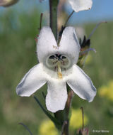 Image de Penstemon albidus Nutt.