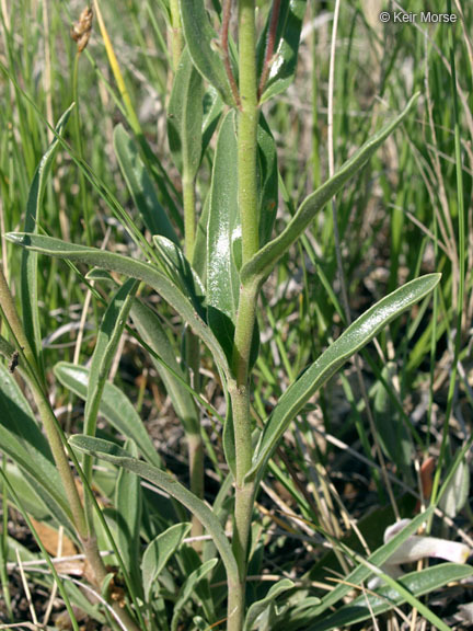 Image de Penstemon albidus Nutt.