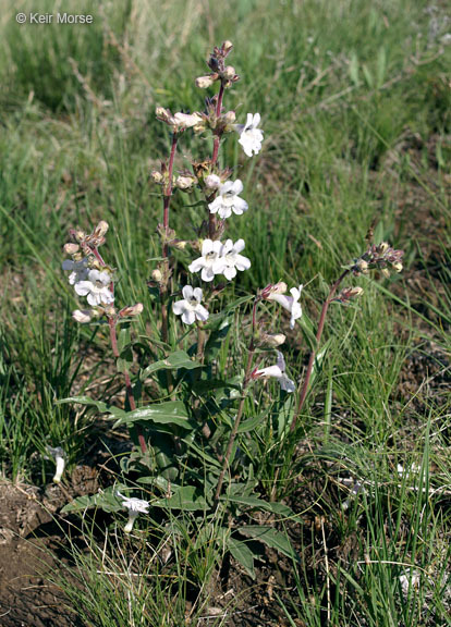 Image de Penstemon albidus Nutt.