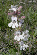 Image de Penstemon albidus Nutt.