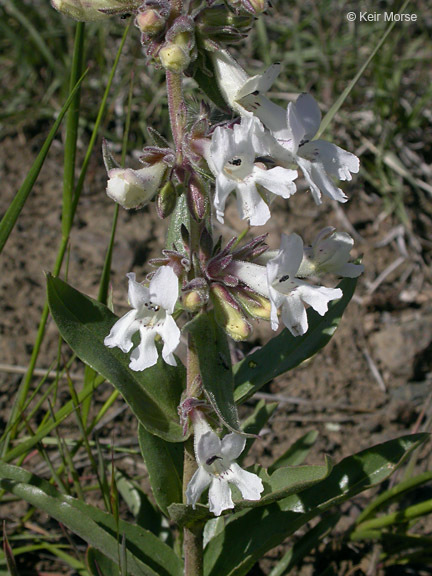 Image de Penstemon albidus Nutt.