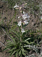 Image de Penstemon albidus Nutt.