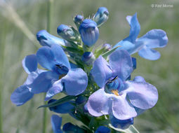 Image of broadbeard beardtongue