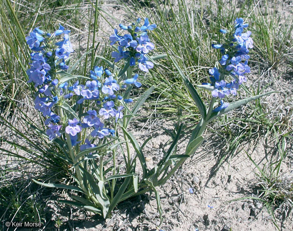 Imagem de Penstemon angustifolius Nutt. ex Pursh