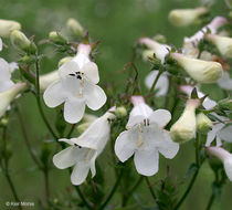 Image of talus slope penstemon