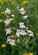 Image of talus slope penstemon