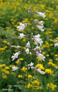 Image of talus slope penstemon