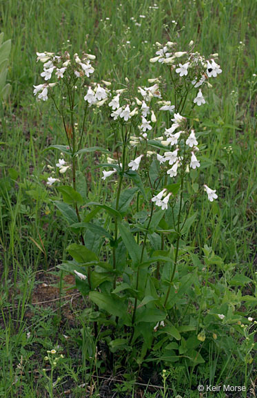 Image of talus slope penstemon