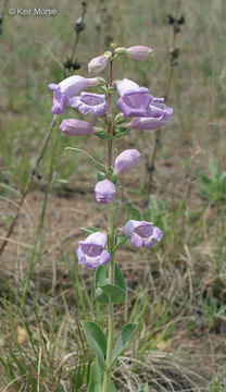 Image of large beardtongue