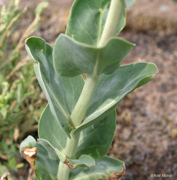 Image of large beardtongue