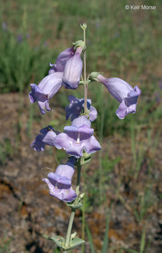 Image of large beardtongue