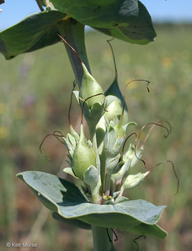 Image of large beardtongue