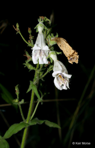 Image of pale beardtongue