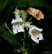 Image of pale beardtongue