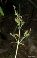 Image of pale beardtongue