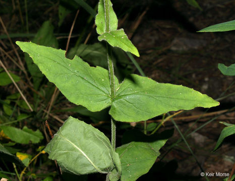 Image of pale beardtongue