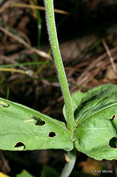 Image of pale beardtongue