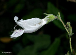 Image of pale beardtongue