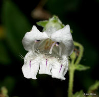 Image of pale beardtongue