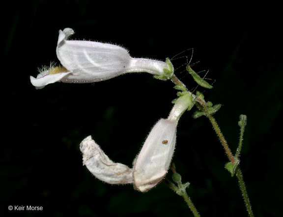 Image of pale beardtongue