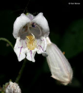 Image of pale beardtongue