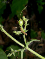 Image of pale beardtongue