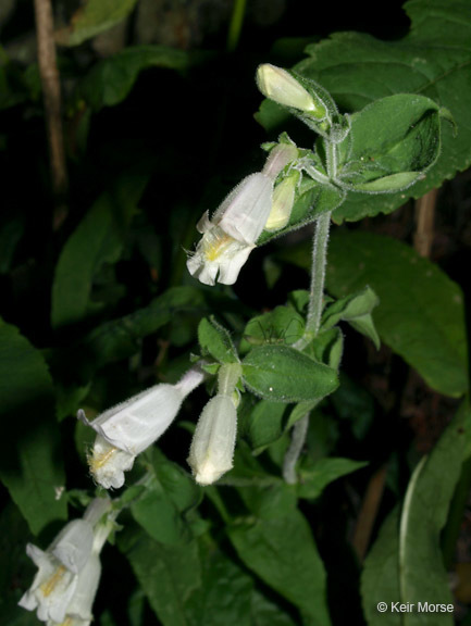 Image of pale beardtongue