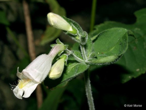 Image of pale beardtongue