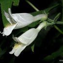 Слика од Penstemon pallidus Small