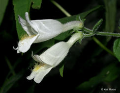 Image of pale beardtongue